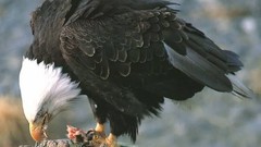 Birds wildlife bald eagles