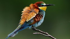 Birds wildlife Bee Eaters