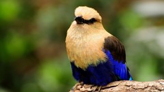Birds wildlife Blue-bellied Roller
