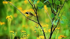 Birds wildlife Common Yellowthroat