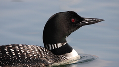 Birds wildlife Ducks