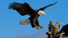 Birds wildlife Eagles bald