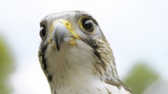 Birds wildlife falcon bird