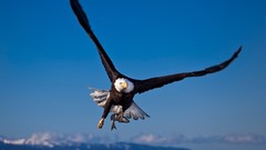 Birds wildlife fish Eagles