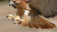 Birds wildlife hawks