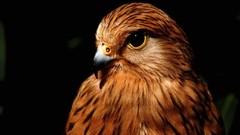 Birds wildlife hawks