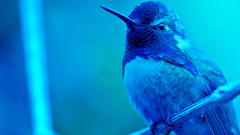 Birds wildlife hummingbirds