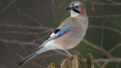 Birds wildlife Jays