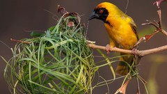 Birds wildlife macro nest