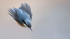 Birds wildlife Nuthatch
