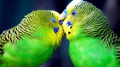 Birds wildlife parakeets budgerigar