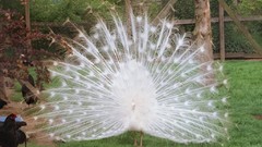 Birds wildlife Peacocks