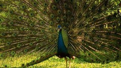 Birds wildlife Peacocks