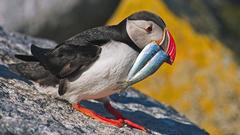 Birds wildlife puffin