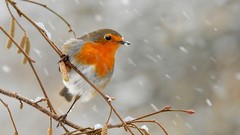 Birds wildlife robins