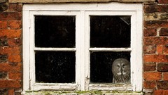 Birds windows Owls