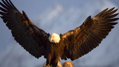 Birds wings bald eagles