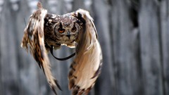 Birds wings flying Owls