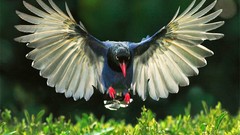 Birds wings Taiwan magpies