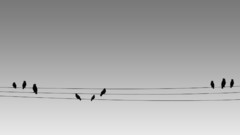 Birds wires minimalistic