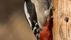 Birds woodpecker