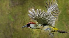 Birds woodpecker flying