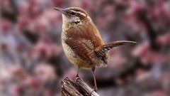 Birds wren