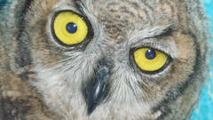 Birds yellow eyes Owls