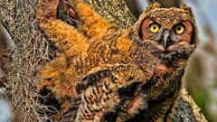 Birds yellow eyes Owls