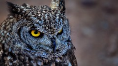 Birds yellow eyes Owls