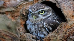 Birds yellow eyes Owls