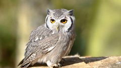 Birds yellow eyes Owls