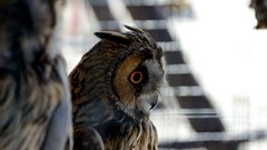 Birds yellow eyes Owls depth of field