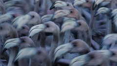 Birds young national geographic flamingos baby birds