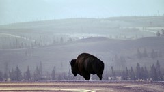 Bison