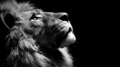 Black and white Animals