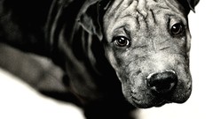 Black and white Animals