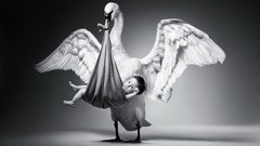 Black and white baby Swans monochrome