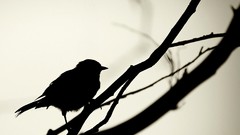 Black and white Birds silhouettes