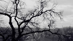Black and white branches gloomy white roof