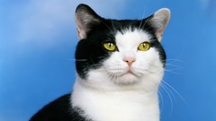 Black and white cats American