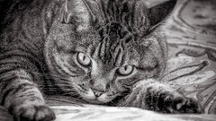 Black and white cats pets