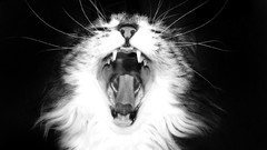 Black and white cats yawns