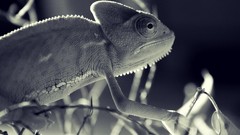 Black and white chameleons