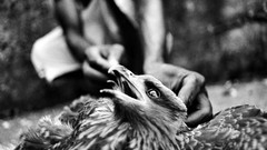 Black and white dead Eagles