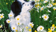 Black and white Dogs Daisy collie