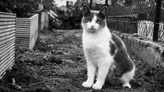 Black and white eyes cats