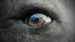 Black and white eyes Dogs brown eyes