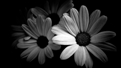 Black and white Flowers