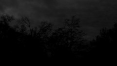 Black and white forests